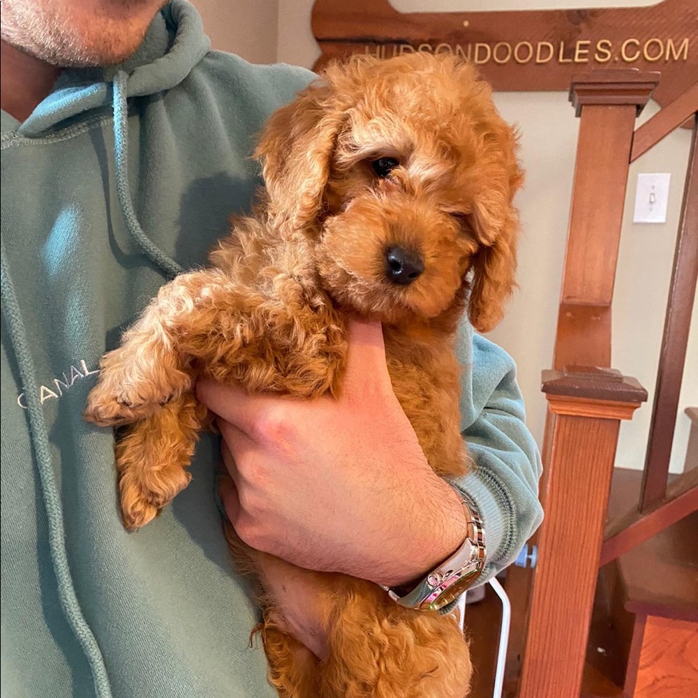 Meet your Posher, Eduardo